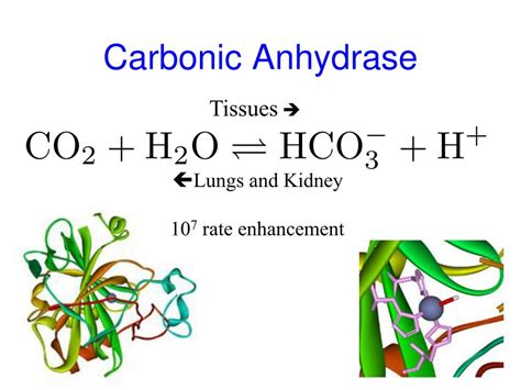 carbonic anhydrase 15